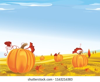 Background of field with pumpkins. Rural Landscape with Pumpkins for Thanksgiving Day. Vector illustration.