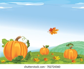 Background of field with pumpkins. Rural Landscape with Pumpkins for Thanksgiving Day. Vector illustration.