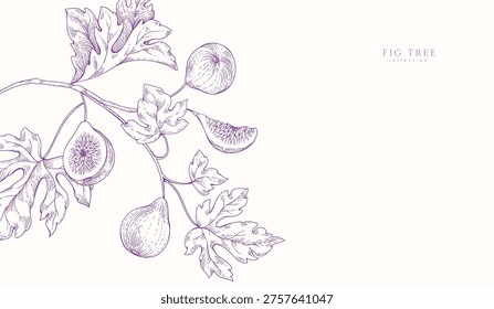 Background with fig tree brunch and leaves. Detailed hand drawn ink illustration for template layout design, brochure or cover for food card or menu