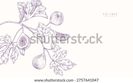 Background with fig tree brunch and leaves. Detailed hand drawn ink illustration for template layout design, brochure or cover for food card or menu
