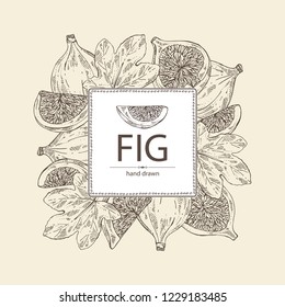 Background with figs: fruit and piece of fig. Vector hand drawn illustration.