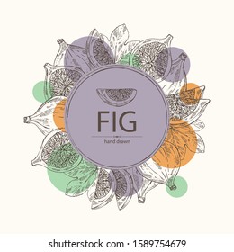 Background with figs: fruit and piece of fig. Vector hand drawn illustration.