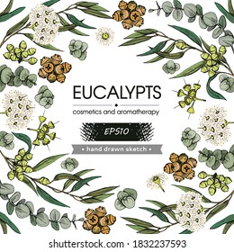 Background filled with Eucalyptus leaves, young shoots and branches of eucalyptus with flowers, buds and seeds and with empty circle inside. Detailed hand-drawn sketches, vector botanical illustration