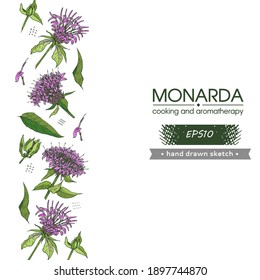 Background filled with Monarda , Bergamot. Detailed hand-drawn sketches, vector botanical illustration. For menu, label, packaging design.
