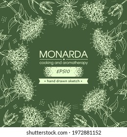 Background filled with Monarda , Bergamot. Detailed hand-drawn sketches, vector botanical illustration. For menu, label, packaging design.