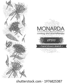 Background filled with Monarda , Bergamot. Detailed hand-drawn sketches, vector botanical illustration. For menu, label, packaging design.