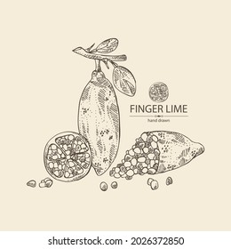 Background with finger lime: finger lime fruits, lime caviar and slice. Citrus australasica. Vector hand drawn illustration.