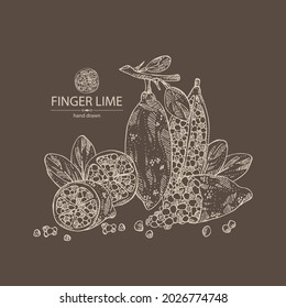 Background with finger lime: finger lime fruits, lime caviar and slice. Citrus australasica. Vector hand drawn illustration.