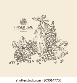 Background with finger lime: finger lime fruits, lime caviar and slice. Citrus australasica. Vector hand drawn illustration.