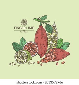 Background with finger lime: finger lime fruits, lime caviar and slice. Citrus australasica. Vector hand drawn illustration.