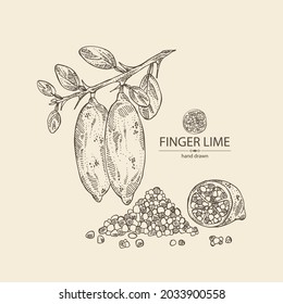 Background with finger lime: finger lime fruits, lime caviar and slice. Citrus australasica. Vector hand drawn illustration.