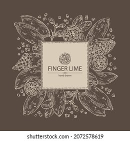 Background with finger lime: finger lime fruits, lime caviar and slice. Citrus australasica. Vector hand drawn illustration.