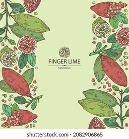 Background with finger lime: finger lime fruits, lime caviar and slice. Citrus australasica. Vector hand drawn illustration.