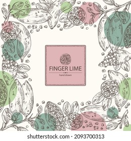 Background with finger lime: finger lime fruits, lime caviar and slice. Citrus australasica. Vector hand drawn illustration.