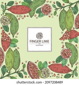 Background with finger lime: finger lime fruits, lime caviar and slice. Citrus australasica. Vector hand drawn illustration.