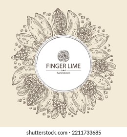 Background with finger lime: finger lime fruits, lime caviar and slice. Citrus australasica. Vector hand drawn illustration.