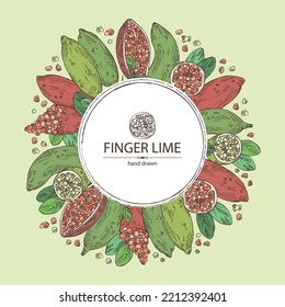 Background with finger lime: finger lime fruits, lime caviar and slice. Citrus australasica. Vector hand drawn illustration.