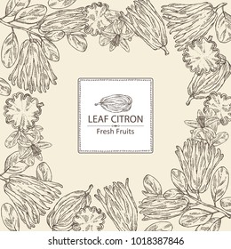 Background with fingered citron: fingered citron fruit and slice of fingered citron. Buddha's hand. Vector hand drawn illustration. 