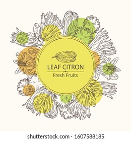 Background with fingered citron: fingered citron fruit and slice of fingered citron. Buddha's hand. Vector hand drawn illustration.