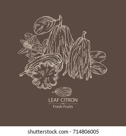 Background with fingered citron: fingered citron fruit and slice of fingered citron. Buddha's hand. Vector hand drawn illustration. 