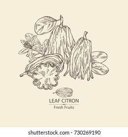 Background with fingered citron: fingered citron fruit and slice of fingered citron. Buddha's hand. Vector hand drawn illustration. 