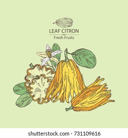 Background with fingered citron: fingered citron fruit and slice of fingered citron. Buddha's hand. Vector hand drawn illustration. 