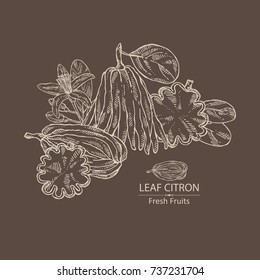 Background with fingered citron: fingered citron fruit and slice of fingered citron. Buddha's hand. Vector hand drawn illustration. 