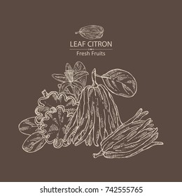 Background with fingered citron: fingered citron fruit and slice of fingered citron. Buddha's hand. Vector hand drawn illustration.