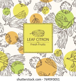 Background with fingered citron: fingered citron fruit and slice of fingered citron. Buddha's hand. Vector hand drawn illustration. 