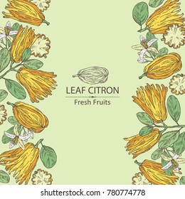 Background with fingered citron: fingered citron fruit and slice of fingered citron. Buddha's hand. Vector hand drawn illustration. 