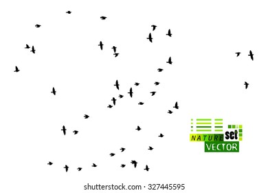 Background flock of birds. Vector