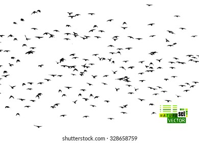 Background flock of birds. Vector