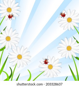 background with the flowers of camomile and ladybirds,vector illustration