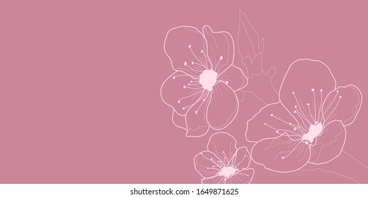 Background with flowers of cherry blossoms, white on pink
