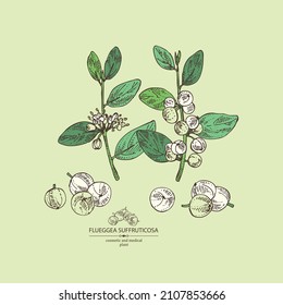 Background with flueggea suffruticosa: flueggea plant, leaves, flueggea flowers and flueggea suffruticosa berries. Securinega suffruticosa.Cosmetic, perfumery and medical plant. Vector hand