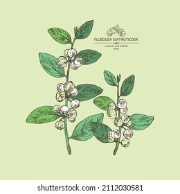 Background with flueggea suffruticosa: flueggea plant, leaves, flueggea flowers and flueggea suffruticosa berries. Securinega suffruticosa.Cosmetic, perfumery and medical plant. Vector hand