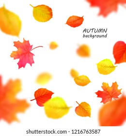 Background with flying autumn leaves. Vector