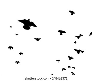 Background with flying birds. Vector