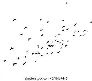 Background with flying birds. Vector