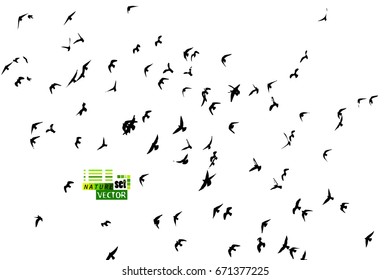Background flying birds. Vector