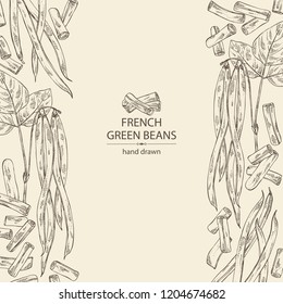 Background with french green beans: plant, pod and seed of green beans. Vector hand drawn illustration