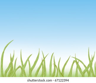 Background with fresh green grass