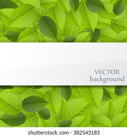 Background with fresh green leaves. Vector illustration.