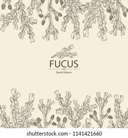 Background with fucus: fucus seaweed, sea grapes. Brown algae. Edible seaweed. Vector hand drawn illustration.