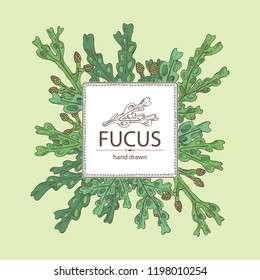 Background with fucus: fucus seaweed, sea grapes. Brown algae. Edible seaweed. Vector hand drawn illustration.