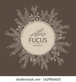 Background with fucus: fucus seaweed, sea grapes. Brown algae. Edible seaweed. Vector hand drawn illustration.