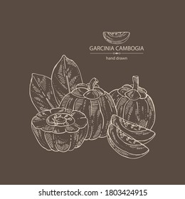 Background with garcinia cambogia: garcinia fruts and leaves. Super food. Vector hand drawn illustration.