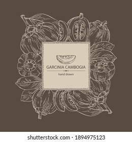 Background with garcinia cambogia: garcinia fruts and leaves. Super food. Vector hand drawn illustration.