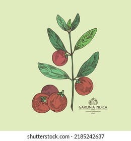 Background with garcinia indica: garcinia indica plant, leaves and garcinia indica fruits. Vrikshamla. Cosmetic, perfumery and medical plant. Vector hand drawn illustration