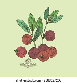 Background with garcinia indica: garcinia indica plant, leaves and garcinia indica fruits. Vrikshamla. Cosmetic, perfumery and medical plant. Vector hand drawn illustration